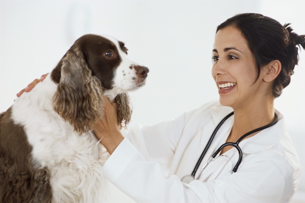 Лечение гастрита у собак