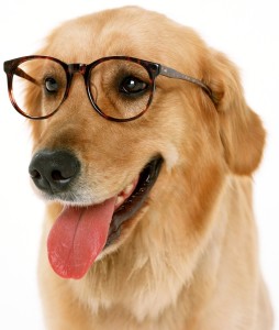 Какие особенности имеет зрение собаки