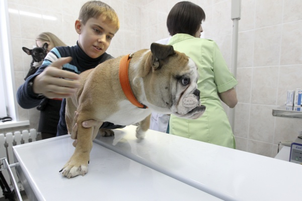 Факторы выбора ветеринарной клиники