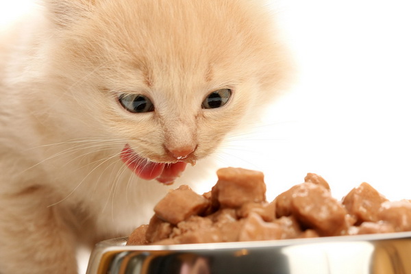 Как правильно подобрать корм для кошки?