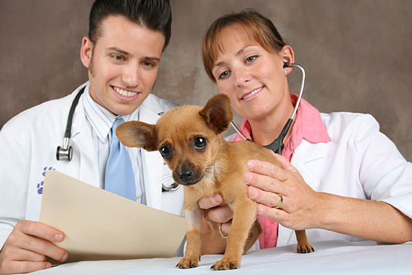 Нужно ли стерилизовать домашнюю собаку?