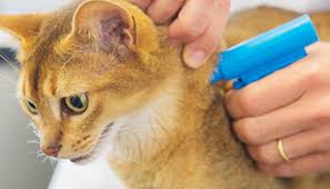 Ветеринарная клиника- услуга чипирования животных