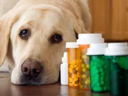 Bитамины для собак