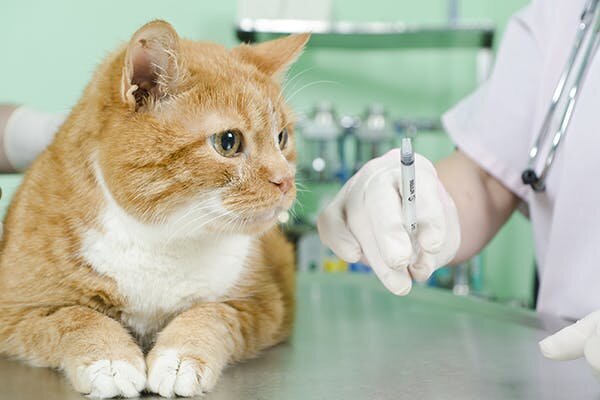 Вакцинация котов