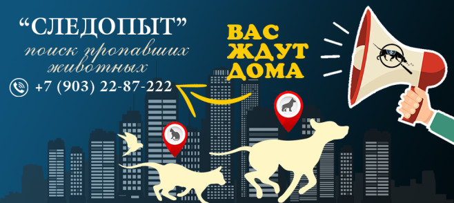 Поиск пропавших животных на Яндекс Кью