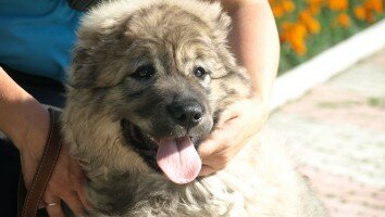 kavkazskaya+ovcharka+sobaka+sobaki+18626287961