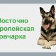 восточно-европейская овчарка