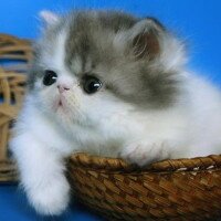 Где взять котенка