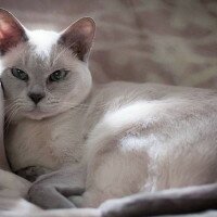 Тонкинская кошка