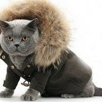 Одежда для кошек и собак