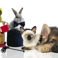 Зоомагазин для питомца. Какой выбрать?