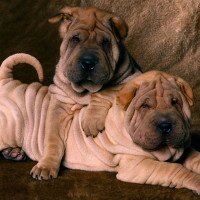 Шарпей. Особенности породы