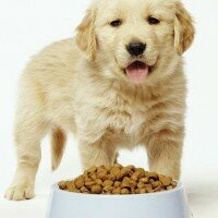 Консервы для собак