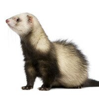 Товары для хорьков – выбираем правильно