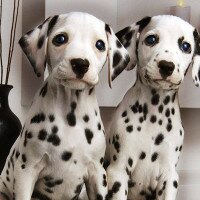 Особые проблемы здравоохранения далматина