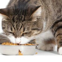 Выбираем корм для кошек