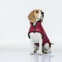 одежда для собак