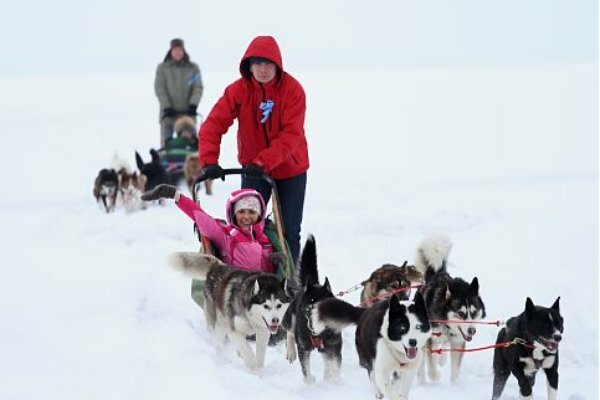 Где покататься на собачьих упряжках в Карелии